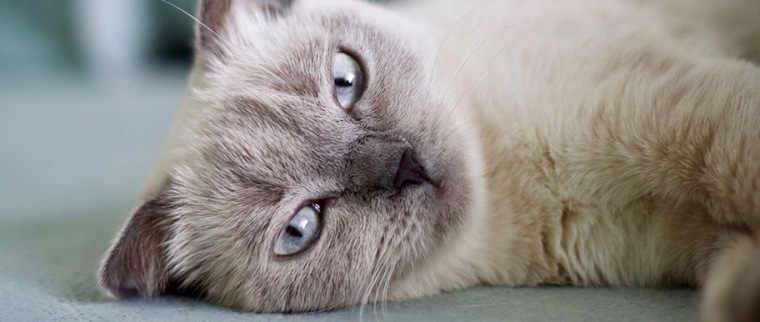 chat tonkinois